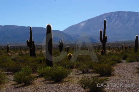 Salta tour 2 landscape plant sky altitude.