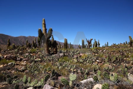 Salta tour unesco landscape plant cactus.