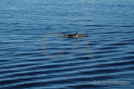 Sea adelaide island animal antarctic peninsula antarctica cruise.