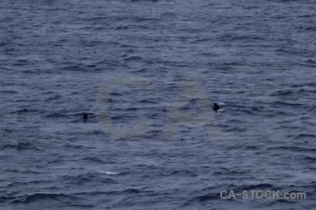 Sea animal day 4 antarctica cruise drake passage.