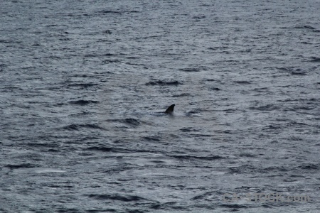 Sea antarctica cruise drake passage day 4 animal.