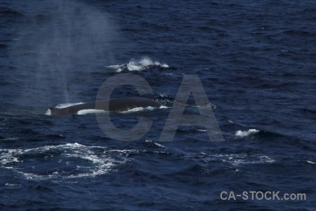 Sea day 4 animal water antarctica cruise.