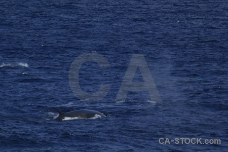 Sea day 4 water drake passage whale.