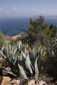 Sea javea tree europe spain.