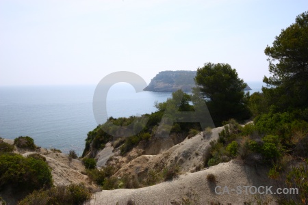 Sea tree spain europe nature.