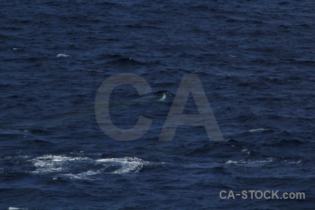 Sea water antarctica cruise day 4 whale.