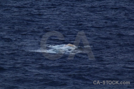 Sea water day 4 antarctica cruise drake passage.