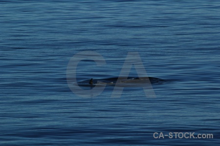 Sea water orca antarctic peninsula whale.