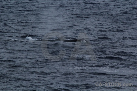 Sea whale antarctica cruise drake passage water.