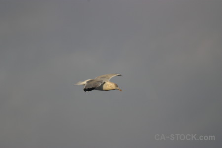 Seagull animal flying sky bird.