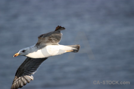 Seagull bird animal flying.