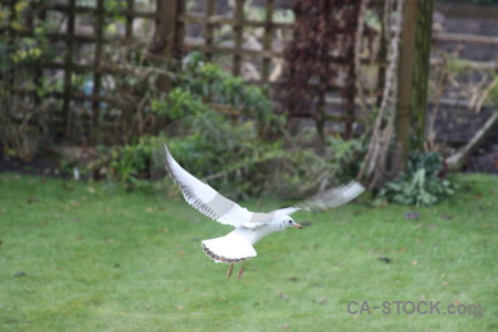 Seagull bird flying green animal.