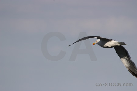 Seagull flying animal sky bird.