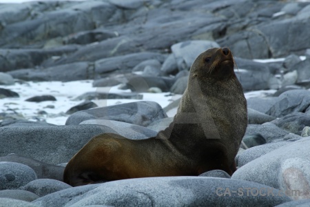 Seal day 10 wiencke island animal dorian bay.