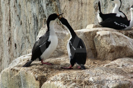 Shag animal rock antarctica cruise antarctic.