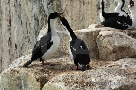 Shag antarctica cruise animal bird south pole.