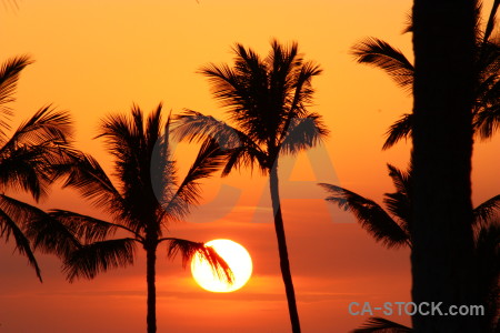 Silhouette sky sunset palm tree sun.