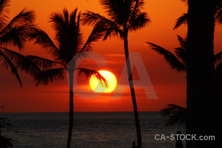 Silhouette sky sunset palm tree sunrise.