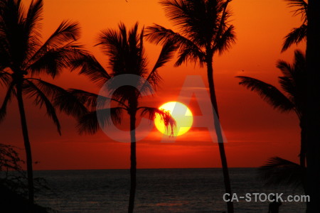 Silhouette sunrise sunset palm tree sun.