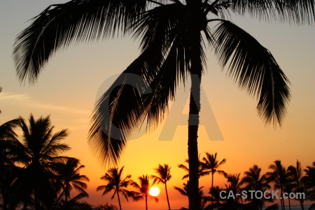 Silhouette sunset tree palm sunrise.