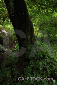 Single black green tree.