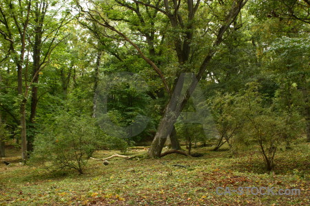 Single forest tree green.