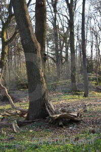 Single green forest tree.