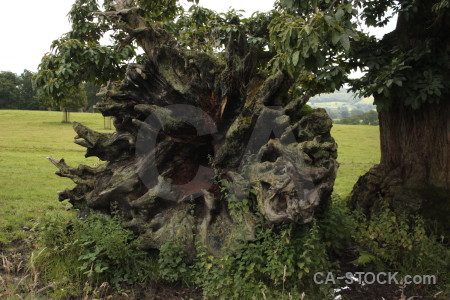 Single green stump tree.