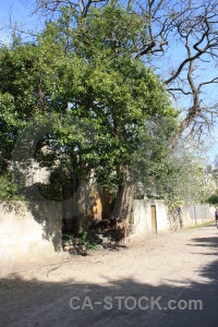 Single green tree.