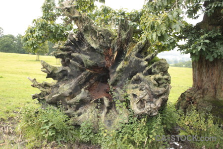 Single green tree stump.