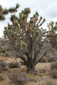 Single joshua tree white.