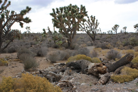 Single joshua tree white.