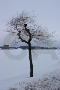 Single landscape snow winter tree.