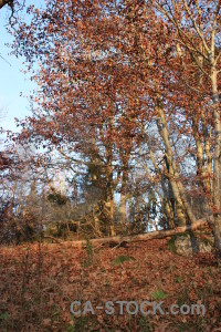 Single orange tree forest brown.