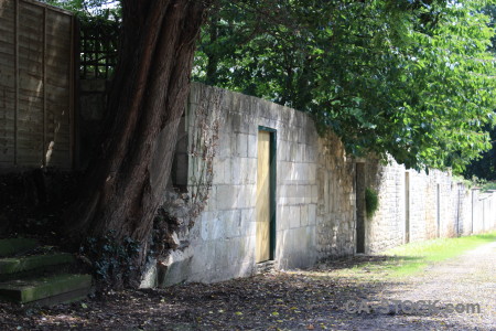 Single tree green wall.