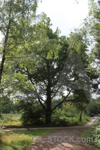 Single tree white green.