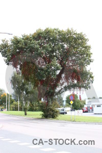 Single tree white green.