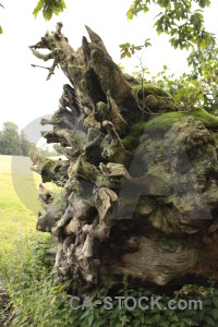 Single tree white stump green.