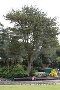 Single white tree green.