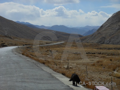 Sky altitude plateau tibet dog.