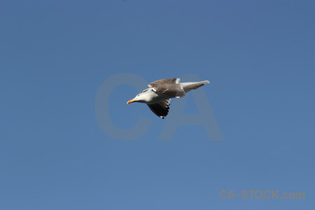 Sky animal bird seagull flying.