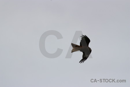 Sky animal gray bird flying.