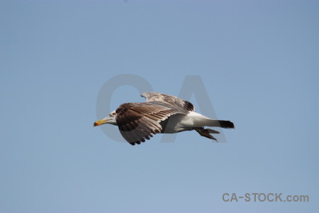 Sky bird animal flying.