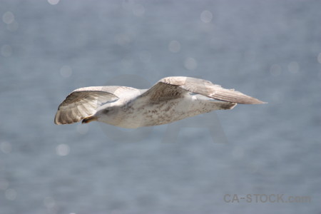 Sky bird flying animal.