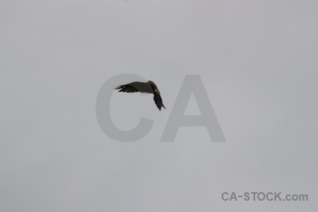 Sky bird flying gray animal.