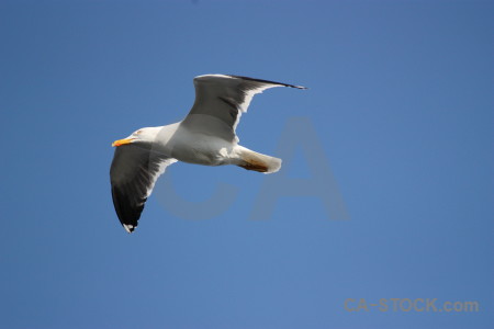 Sky blue animal flying bird.