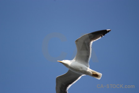 Sky blue flying bird animal.