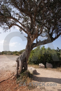 Sky europe javea single tree.