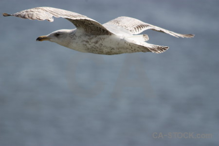 Sky flying animal bird.