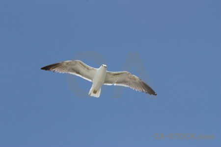 Sky flying animal blue bird.